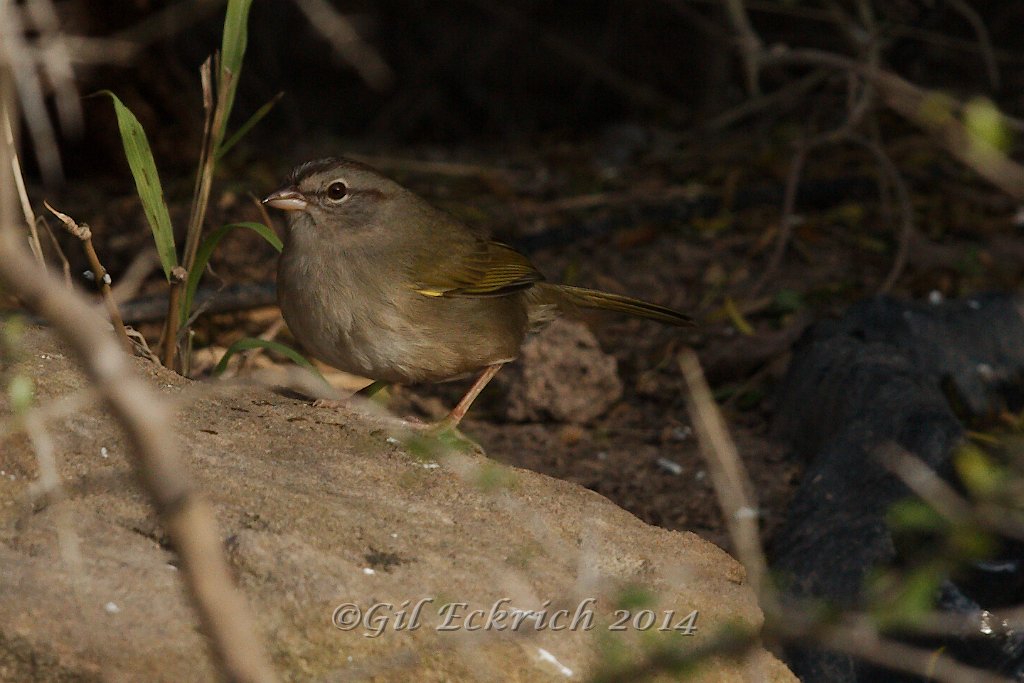 Olive Sparrow 2014-01-25_2.jpg